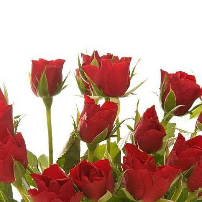 bunch of beautiful red roses isolated on white